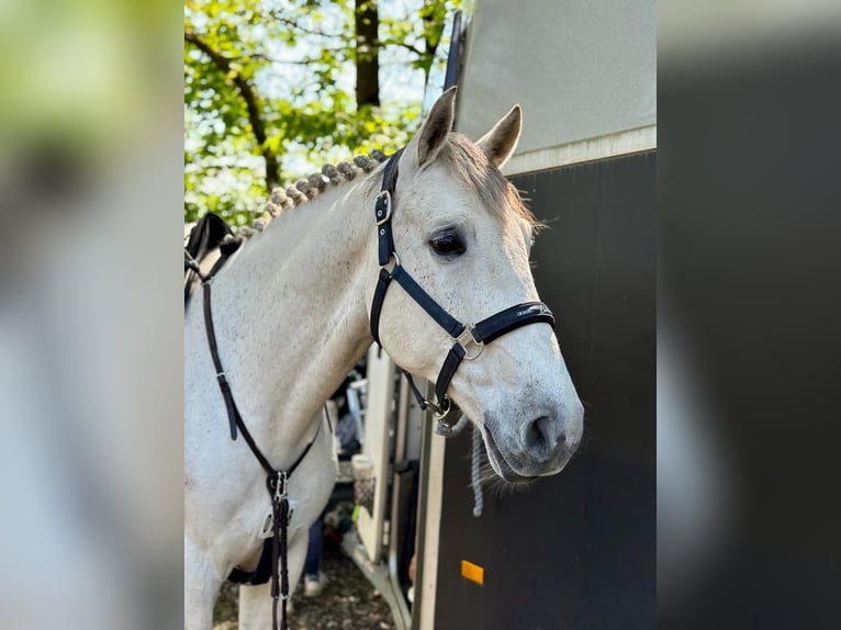 Altri cavalli a sangue caldo Castrone 12 Anni 167 cm Grigio in Lindlar