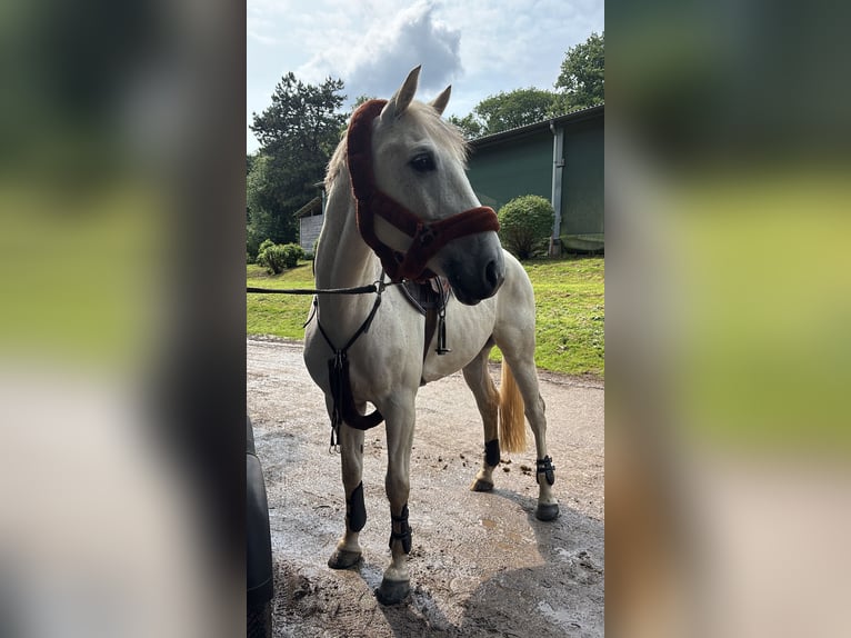 Altri cavalli a sangue caldo Castrone 12 Anni 167 cm Grigio in Lindlar