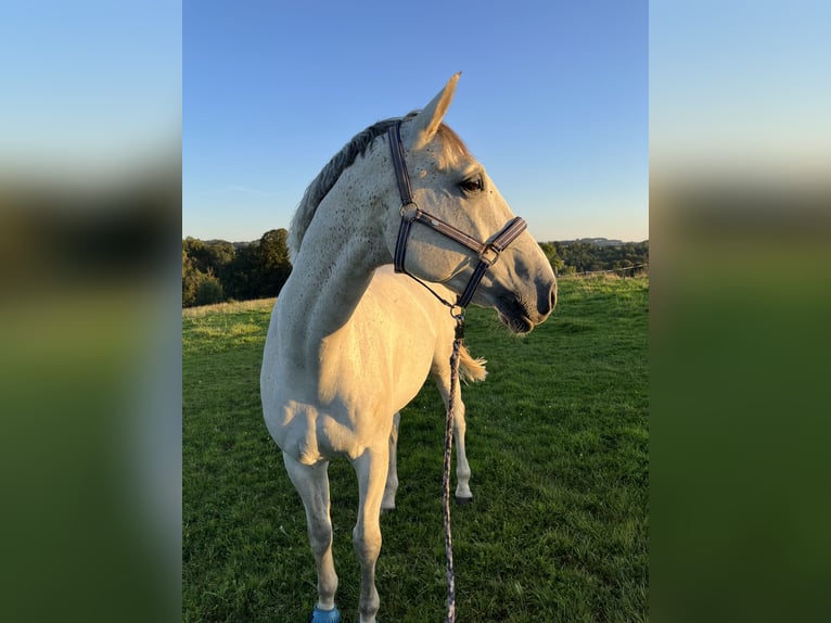 Altri cavalli a sangue caldo Castrone 12 Anni 167 cm Grigio in Lindlar