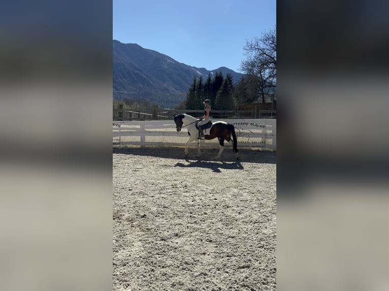 Altri cavalli a sangue caldo Mix Castrone 12 Anni 167 cm Pezzato in 9500