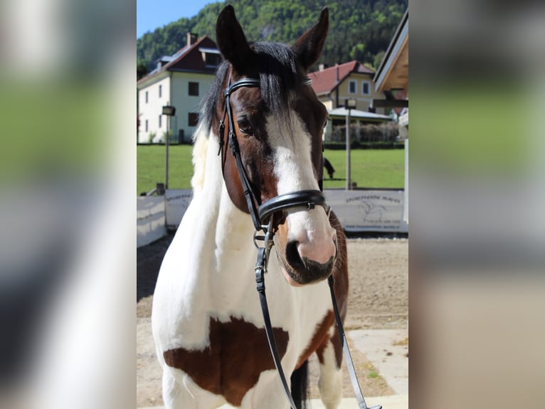 Altri cavalli a sangue caldo Mix Castrone 12 Anni 167 cm Pezzato in 9500