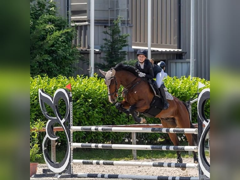 Altri cavalli a sangue caldo Castrone 12 Anni 168 cm Baio in Schattendorf