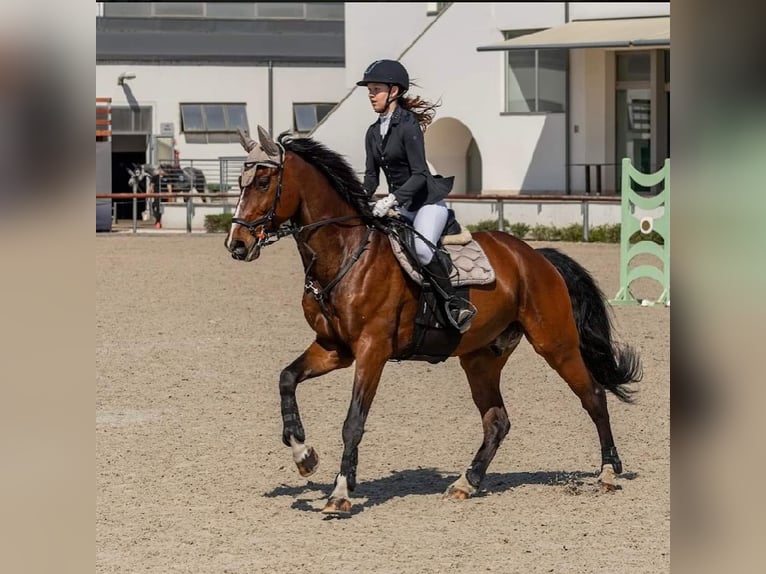 Altri cavalli a sangue caldo Castrone 12 Anni 168 cm Baio in Schattendorf