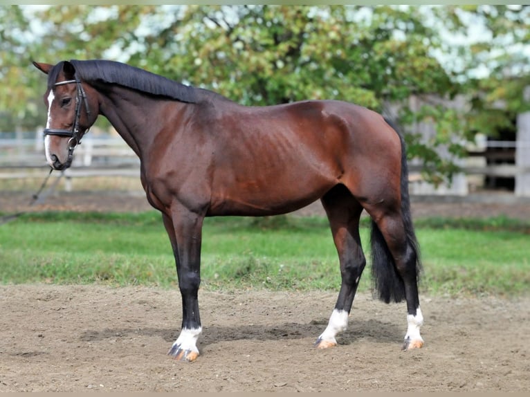 Altri cavalli a sangue caldo Castrone 12 Anni 168 cm Baio in Schattendorf