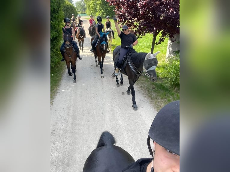 Altri cavalli a sangue caldo Castrone 12 Anni 168 cm Baio in Schattendorf