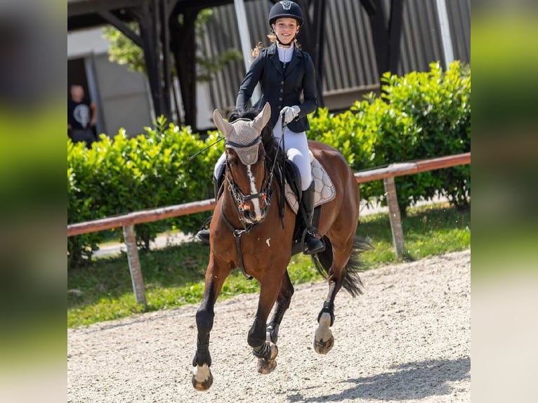 Altri cavalli a sangue caldo Castrone 12 Anni 168 cm Baio in Schattendorf