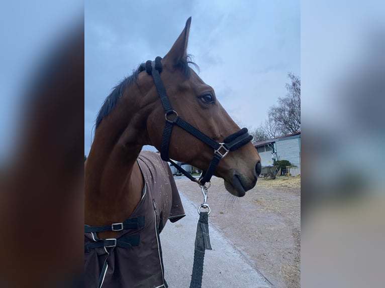 Altri cavalli a sangue caldo Castrone 12 Anni 168 cm Baio in Illingen