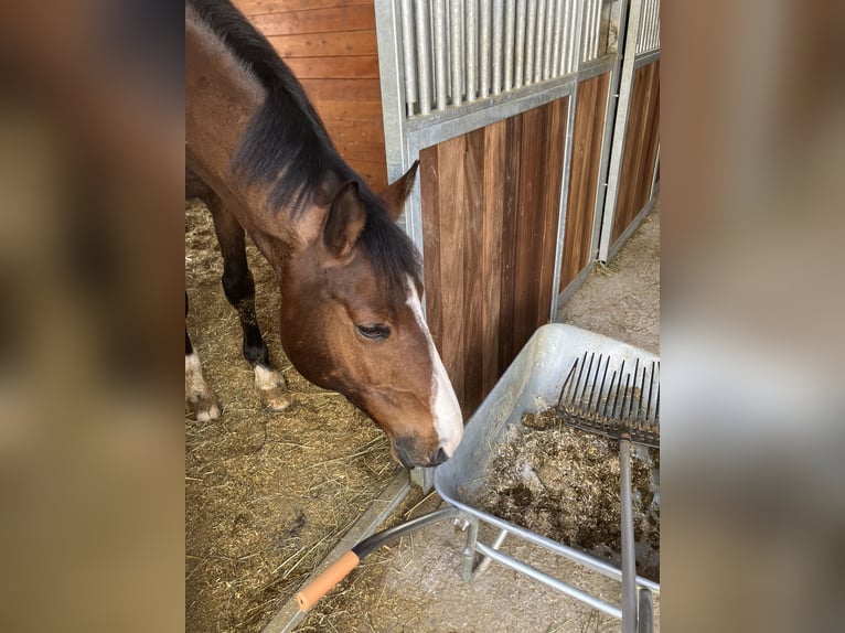 Altri cavalli a sangue caldo Castrone 12 Anni 173 cm Baio in Wünschendorf, Gleisdorf