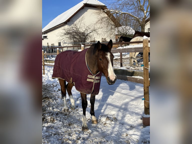 Altri cavalli a sangue caldo Castrone 12 Anni 173 cm Baio in Wünschendorf, Gleisdorf