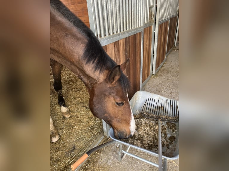 Altri cavalli a sangue caldo Castrone 12 Anni 173 cm Baio in Wünschendorf, Gleisdorf