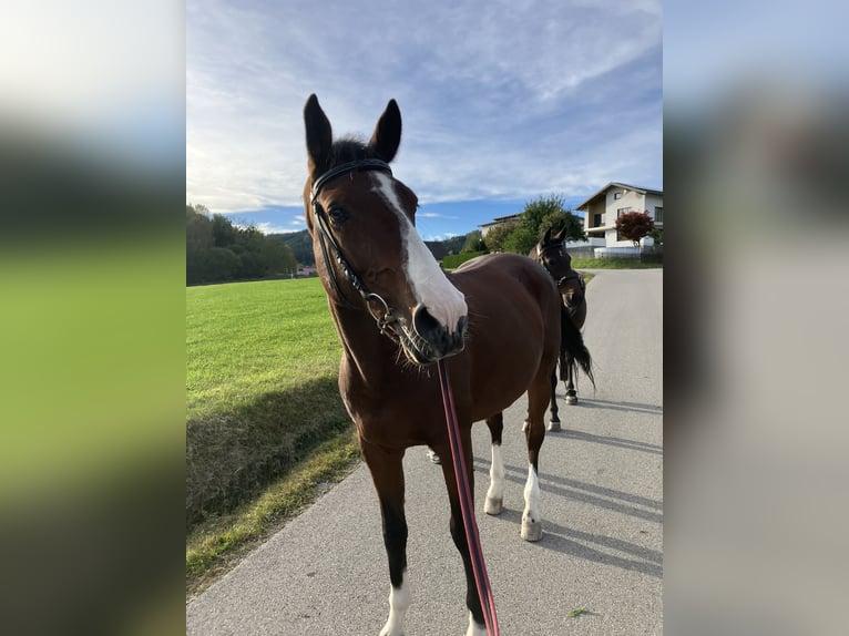 Altri cavalli a sangue caldo Castrone 12 Anni 173 cm Baio in Wünschendorf, Gleisdorf