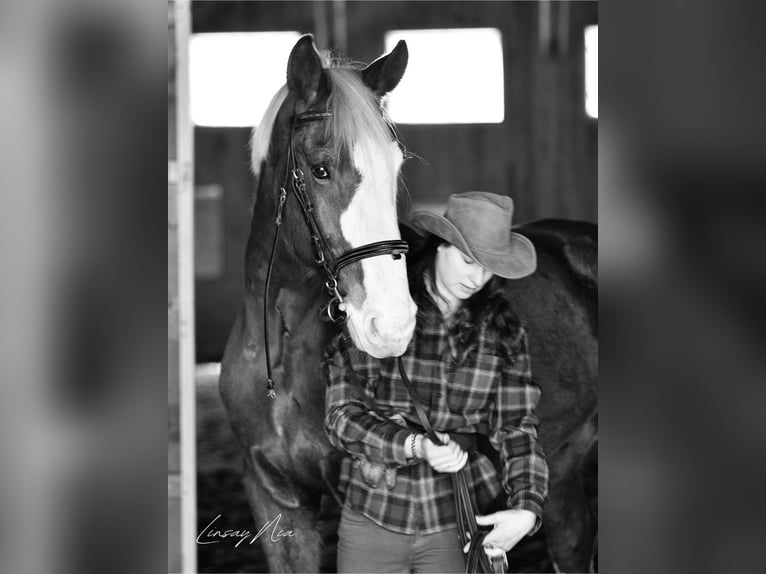 Altri cavalli a sangue caldo Castrone 12 Anni 180 cm Sauro scuro in Amherst, NH
