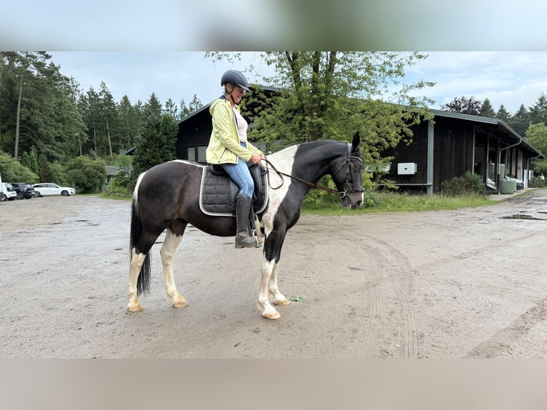 Altri cavalli a sangue caldo Castrone 13 Anni 153 cm Pezzato in JesteburgJesteburg