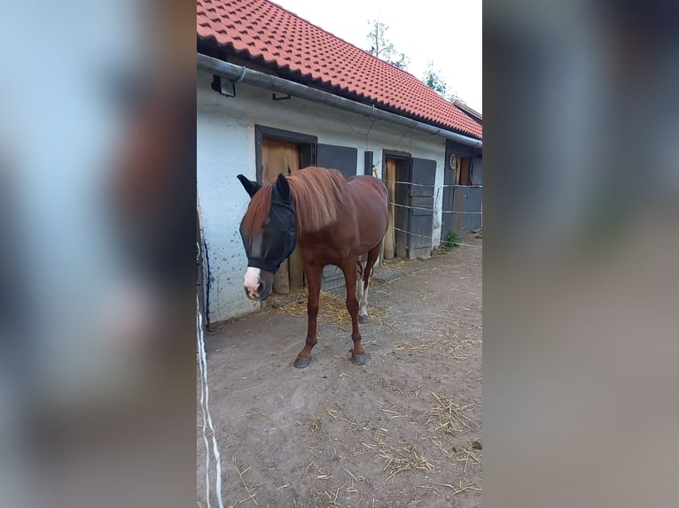 Altri cavalli a sangue caldo Mix Castrone 13 Anni 153 cm Sauro in Kirchberg am Wechsel