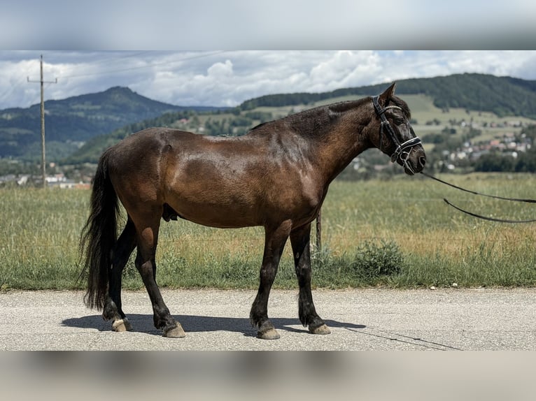 Altri cavalli a sangue caldo Mix Castrone 13 Anni 157 cm Morello in Feldkirchen in Kärnten