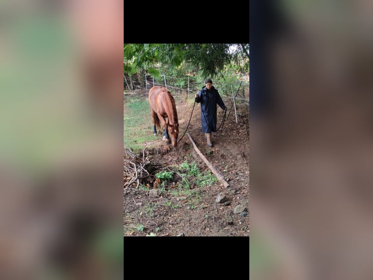 Altri cavalli a sangue caldo Mix Castrone 13 Anni 158 cm Sauro in Kulmbach