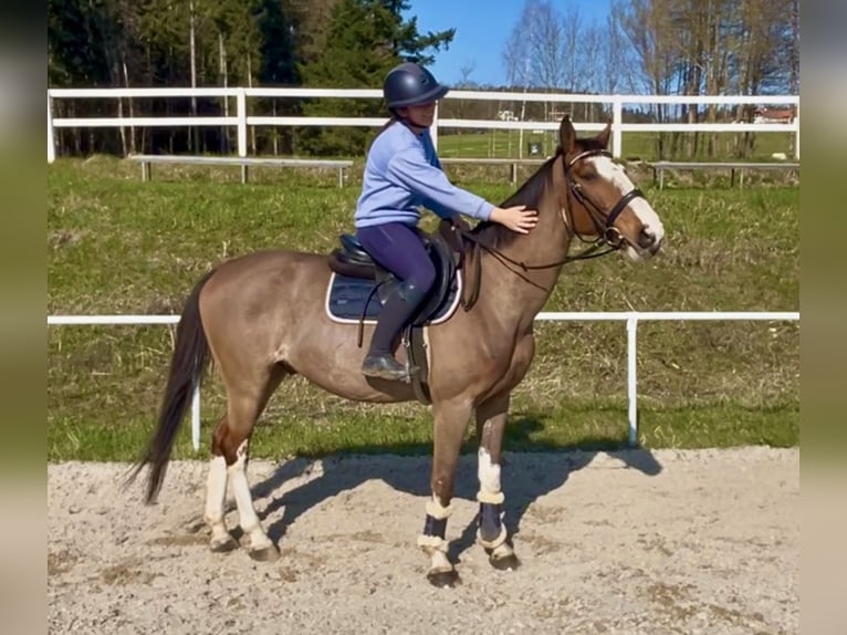 Altri cavalli a sangue caldo Castrone 13 Anni 160 cm Baio in Pelmberg