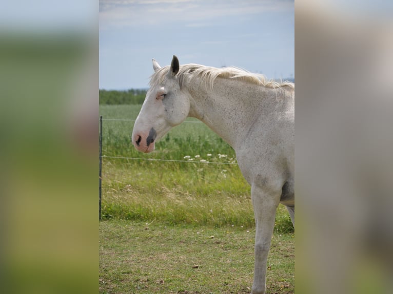 Altri cavalli a sangue caldo Castrone 13 Anni 164 cm Grigio in Kreuzebra