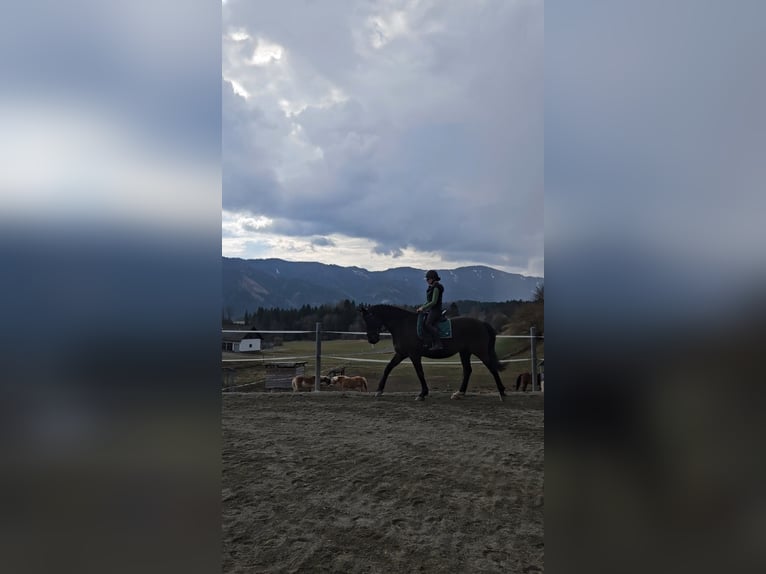 Altri cavalli a sangue caldo Castrone 13 Anni 165 cm Baio nero in Bischoffeld