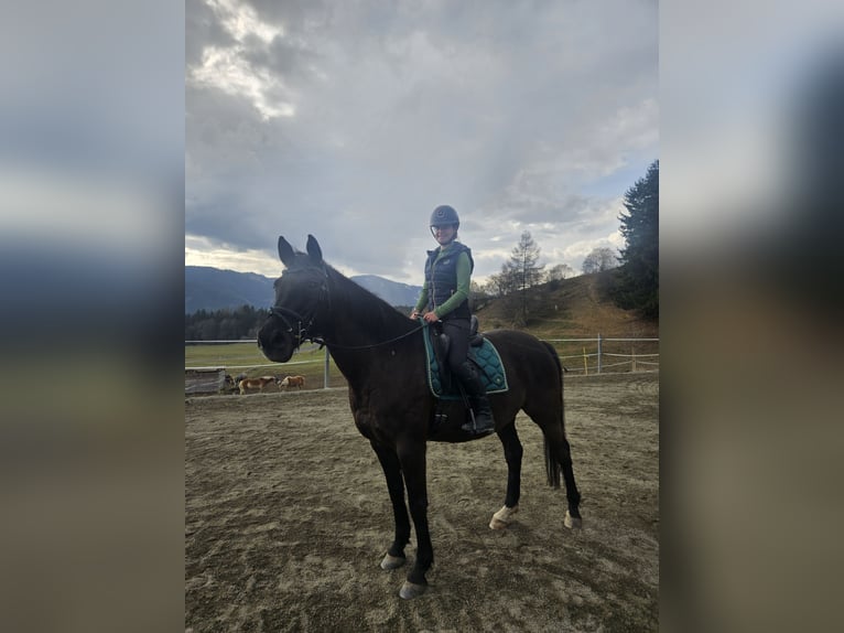 Altri cavalli a sangue caldo Castrone 13 Anni 165 cm Baio nero in Bischoffeld