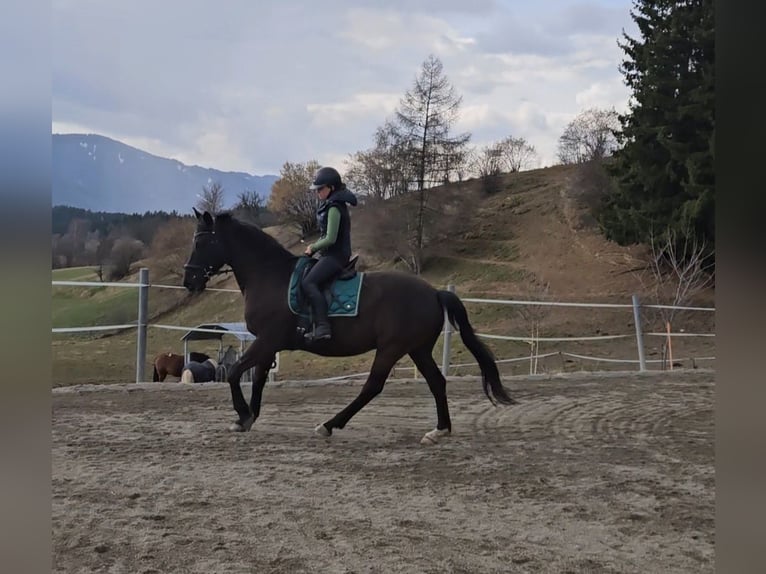 Altri cavalli a sangue caldo Castrone 13 Anni 165 cm Baio nero in Bischoffeld