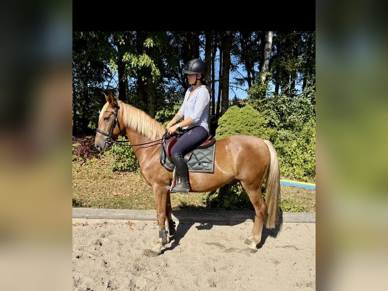 Altri cavalli a sangue caldo Castrone 13 Anni 166 cm Sauro in Davidschlag