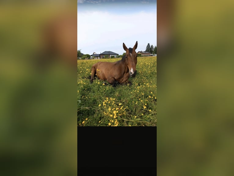 Altri cavalli a sangue caldo Castrone 13 Anni 169 cm Baio in Bad Münstereifel
