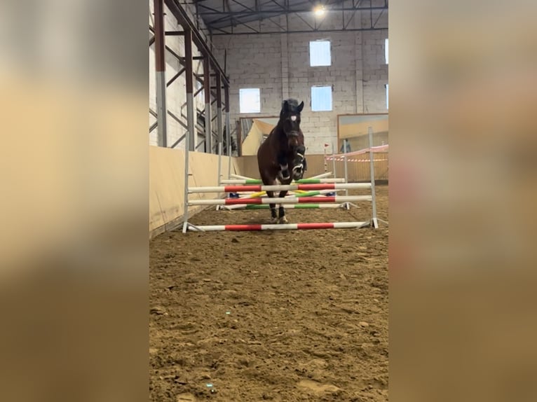 Altri cavalli a sangue caldo Mix Castrone 13 Anni 169 cm in Bad Bramstedt