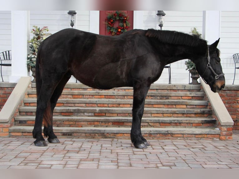 Altri cavalli a sangue caldo Castrone 13 Anni 173 cm Morello in Highland Mi