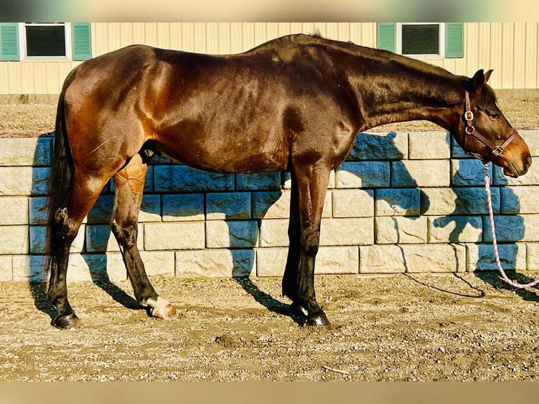 Altri cavalli a sangue caldo Castrone 13 Anni 178 cm Baio ciliegia in Northfield, MA