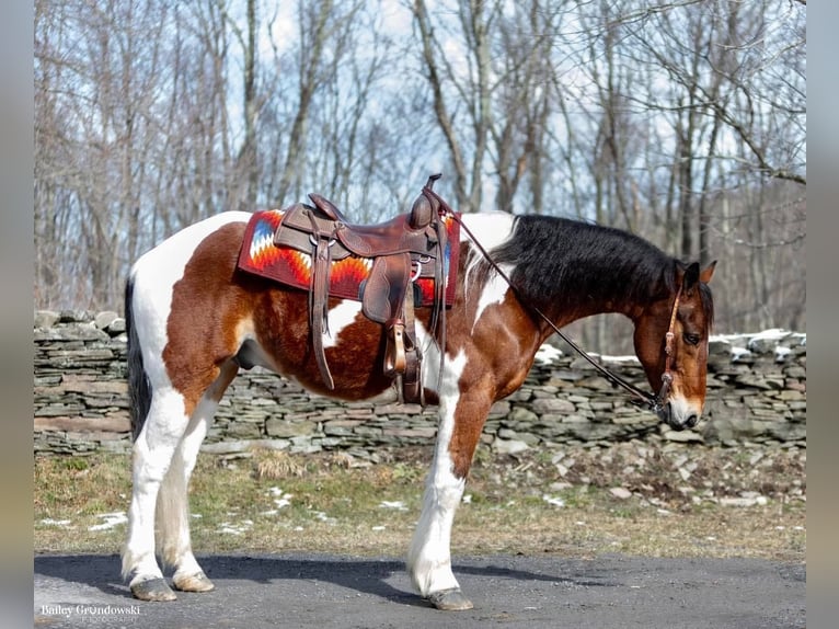 Altri cavalli a sangue caldo Castrone 14 Anni 157 cm Tobiano-tutti i colori in Everett PA