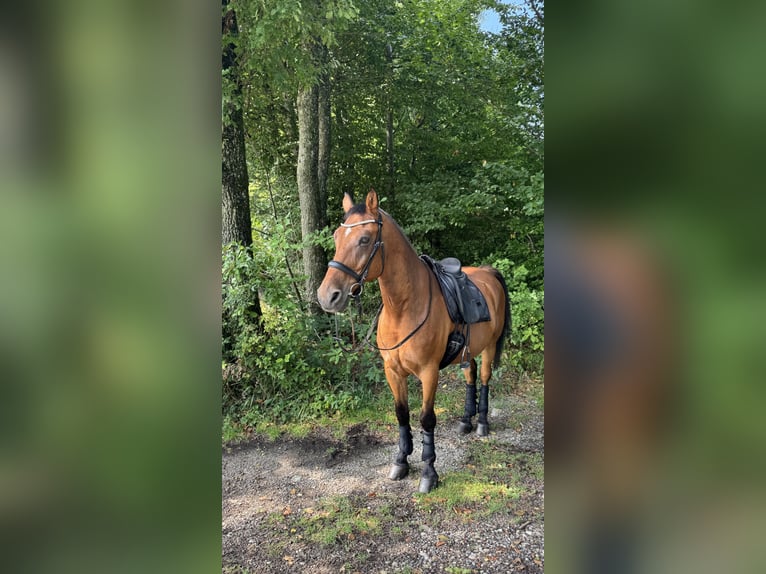 Altri cavalli a sangue caldo Castrone 14 Anni 162 cm Baio in Seeham