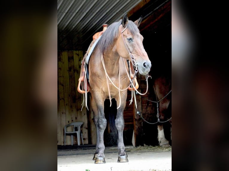 Altri cavalli a sangue caldo Castrone 14 Anni 163 cm Baio ciliegia in Cranberry, PA