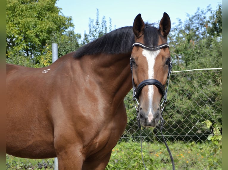 Altri cavalli a sangue caldo Castrone 14 Anni 165 cm Baio in Łubowo