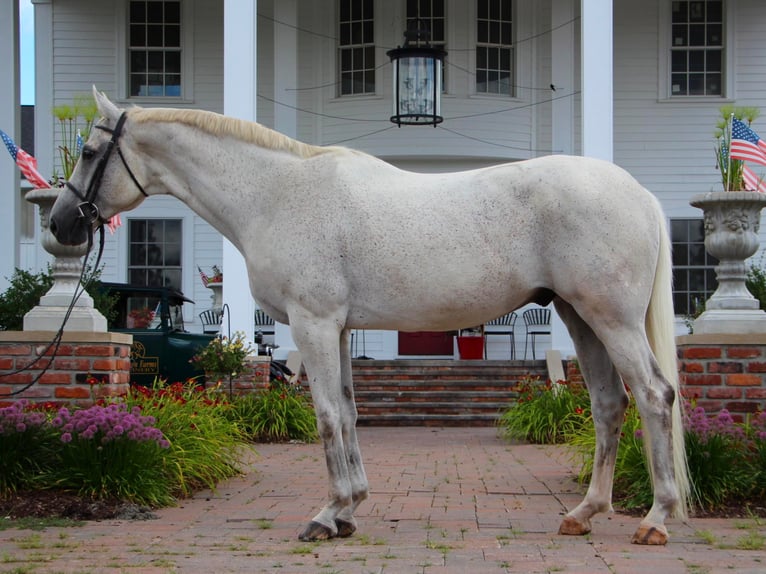 Altri cavalli a sangue caldo Castrone 14 Anni 168 cm Grigio in Highland Mi