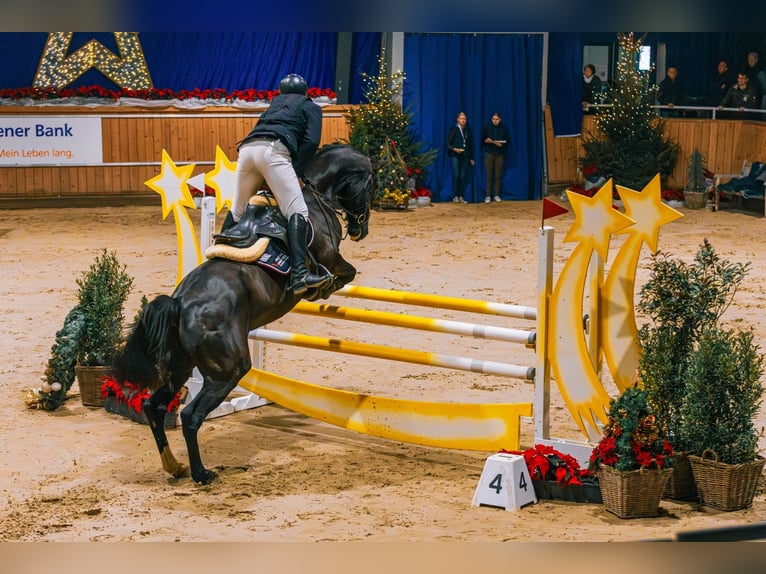 Altri cavalli a sangue caldo Castrone 14 Anni 168 cm Morello in Herzogenrath
