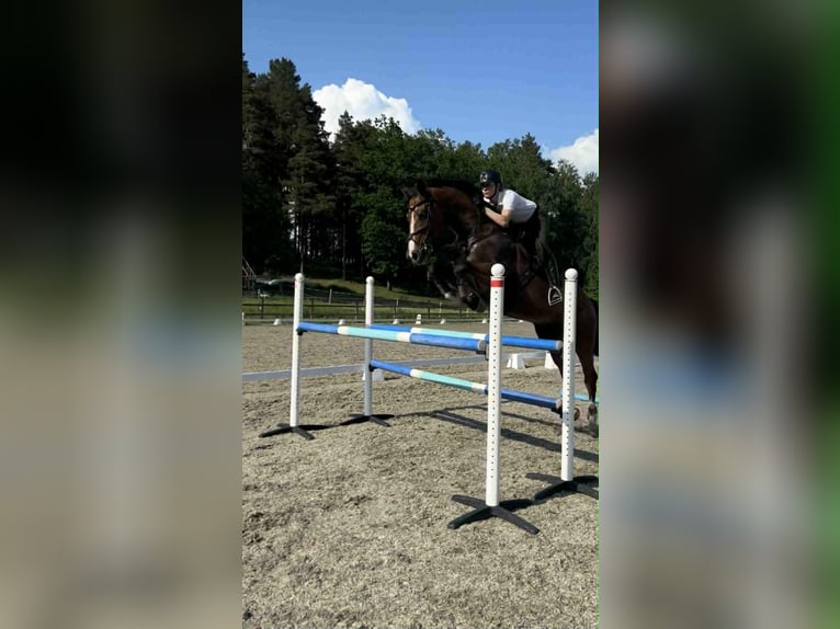 Altri cavalli a sangue caldo Castrone 14 Anni 173 cm Baio in Drammen Altri cavalli a sangue caldo Castrone 14 Anni 173 cm Baio in Drammen