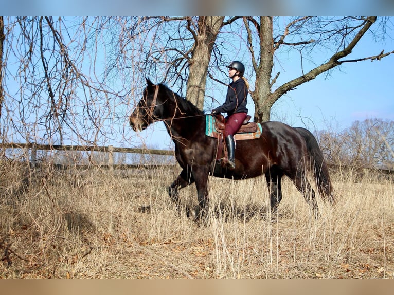 Altri cavalli a sangue caldo Castrone 14 Anni 173 cm Morello in Highland Mi