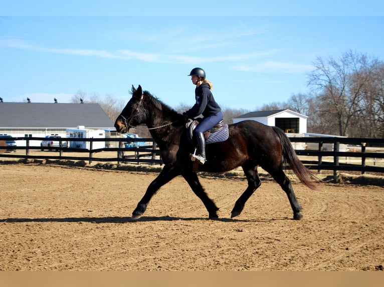 Altri cavalli a sangue caldo Castrone 14 Anni 173 cm Morello in Highland Mi