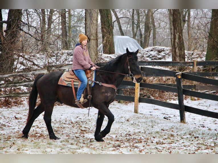 Altri cavalli a sangue caldo Castrone 14 Anni 173 cm Morello in Highland Mi