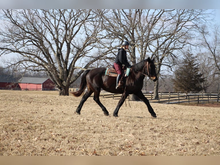 Altri cavalli a sangue caldo Castrone 14 Anni 173 cm Morello in Highland Mi