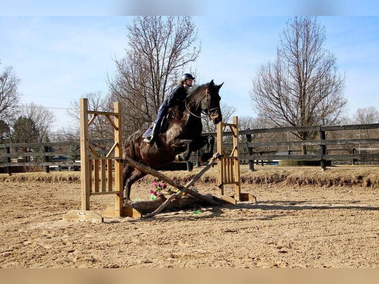 Altri cavalli a sangue caldo Castrone 14 Anni 173 cm Morello in Highland Mi