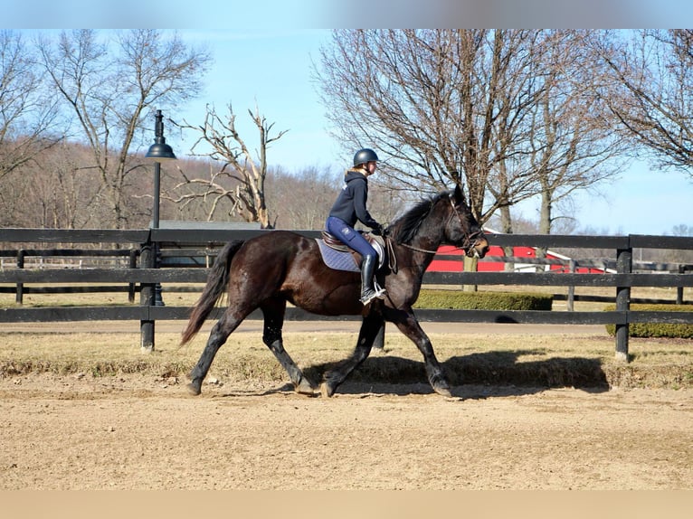 Altri cavalli a sangue caldo Castrone 14 Anni 173 cm Morello in Highland Mi