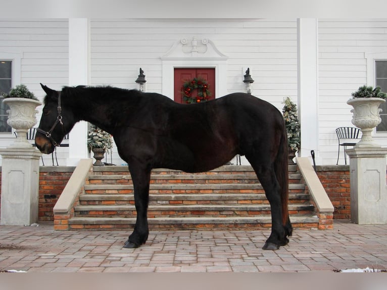 Altri cavalli a sangue caldo Castrone 14 Anni 173 cm Morello in Highland Mi