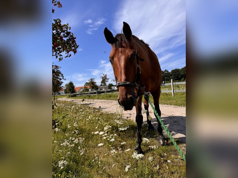 Altri cavalli a sangue caldo Castrone 14 Anni 174 cm Baio ciliegia in Tolkmicko