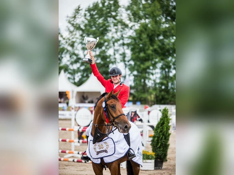 Altri cavalli a sangue caldo Castrone 14 Anni 174 cm Baio ciliegia in Tolkmicko