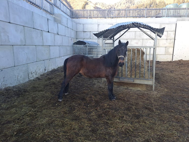 Altri cavalli a sangue caldo Castrone 15 Anni 143 cm in Obertilliach