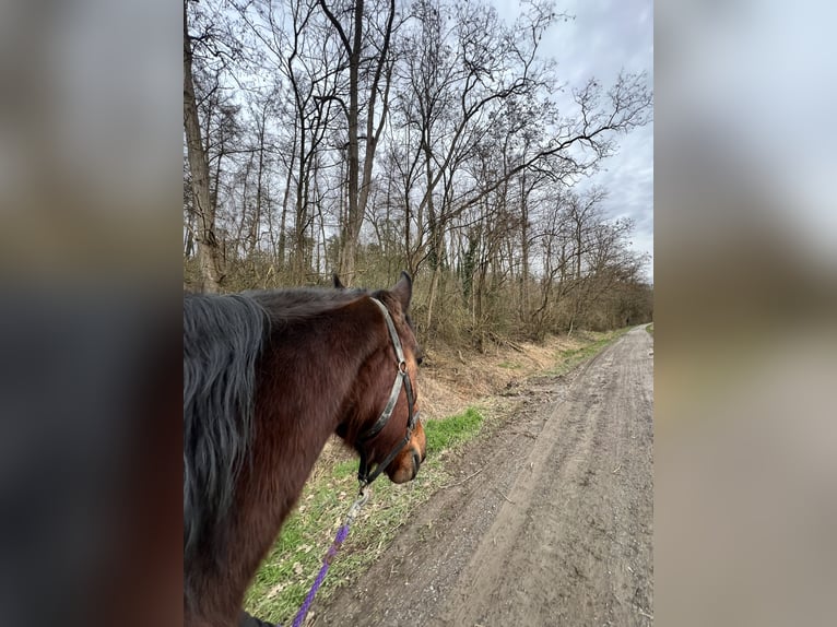 Altri cavalli a sangue caldo Castrone 15 Anni 155 cm Baio scuro in Neckarwestheim