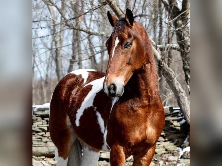 Altri cavalli a sangue caldo Castrone 15 Anni 157 cm Tobiano-tutti i colori in Everett PA