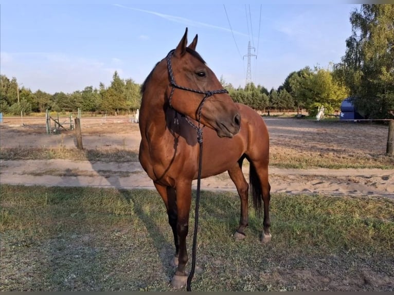 Altri cavalli a sangue caldo Castrone 15 Anni 160 cm Baio in ŁÓDŹ